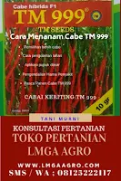 CABE KERITING TM 999, BIBIT CABE TM 999, CABE TM 999, CARA MENANAM CABE, TANAMAN CABE, CARA MENANAM CABE TM 999, JUAL BENIH CABE TM 999, LMGA AGRO