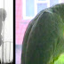 Suspicious Woman’s Parrot Reveals Her Husband Is Cheating On Her With The Housemaid