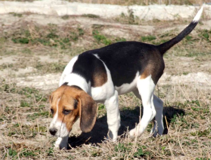 Av Köpekleri (Kurzhaar) KANGALLAR ALEMİ
