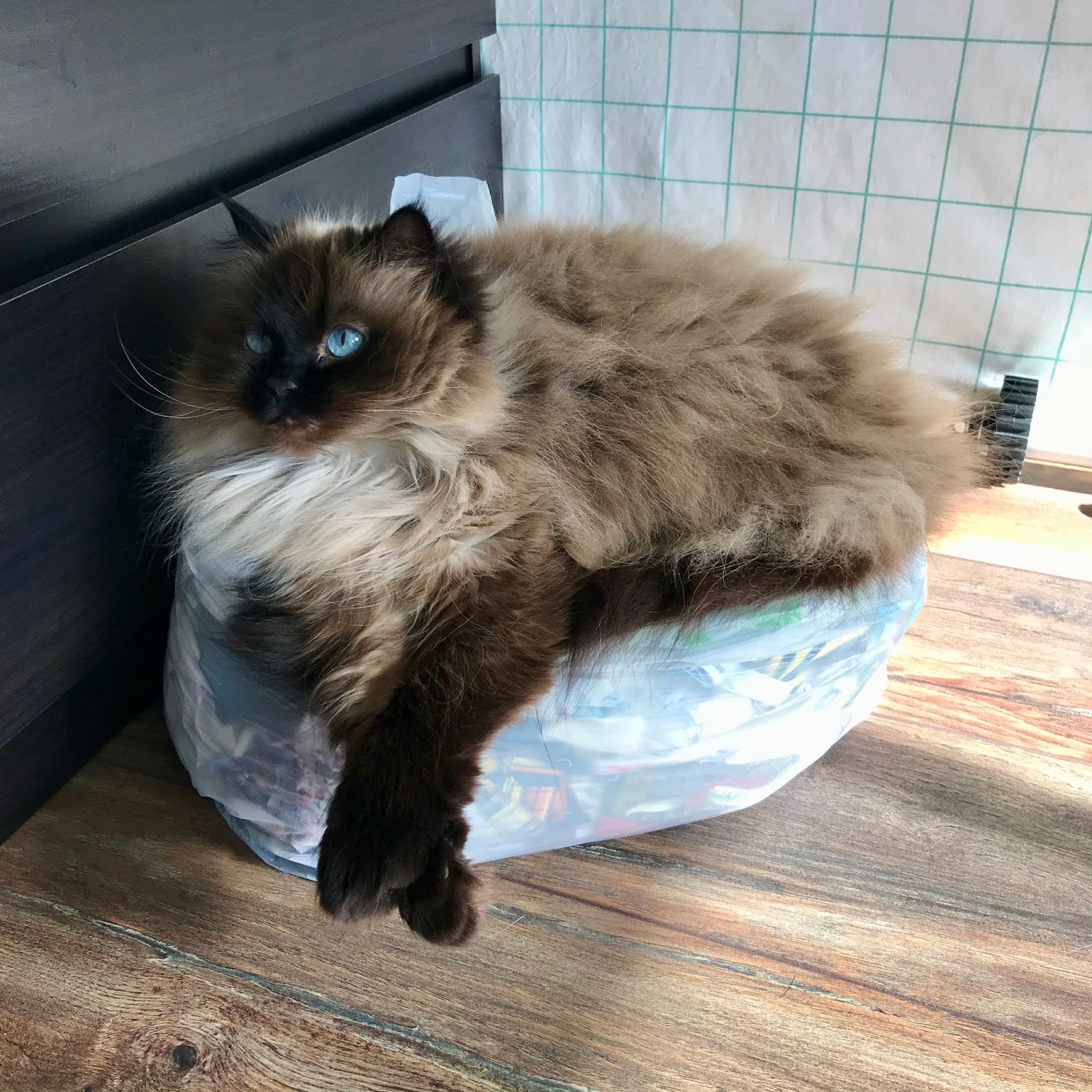 Musings of a Menopausal Melon mmm quilts Cat Mats Installment 1 of 3