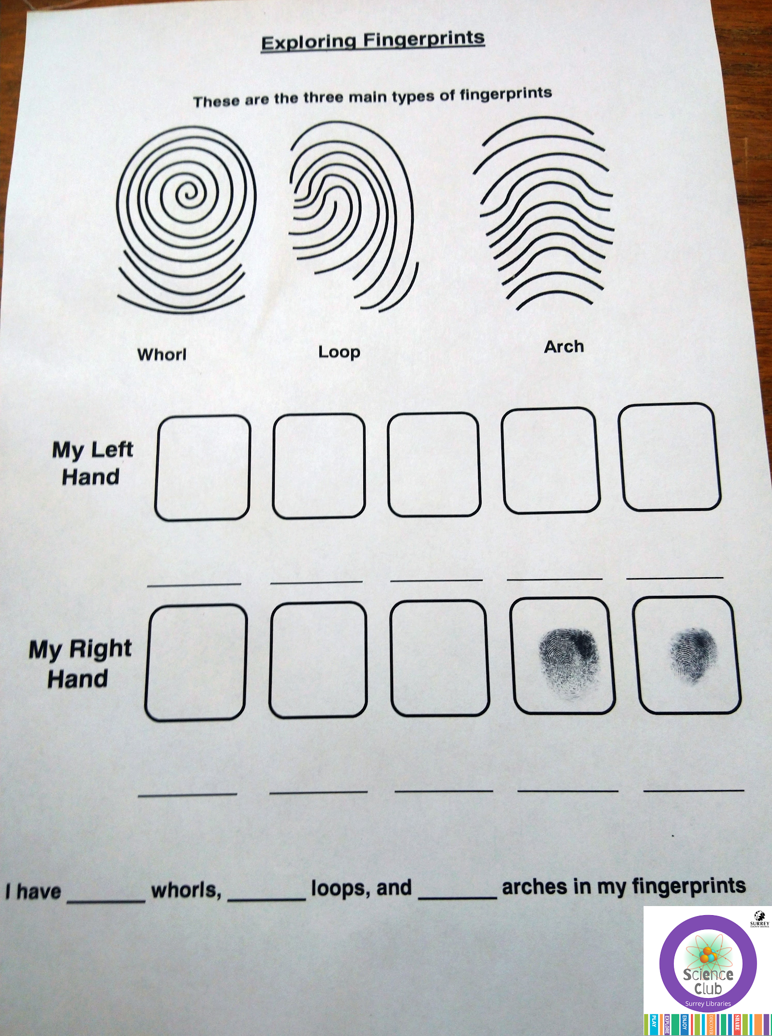Types Of Fingerprints Activity