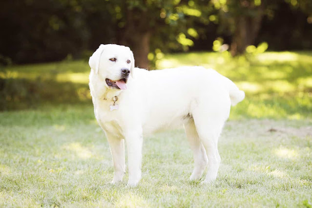 Weiße Labradore - Alles, Was Sie Wissen Müssen