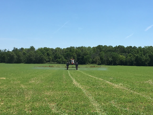 alfalfa field