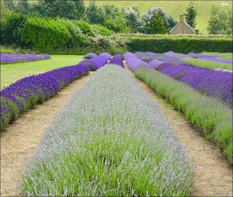 Where Five Valleys Meet: Lavender's blue, dilly dilly ...