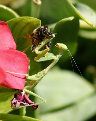 yakaladığı Bombus arısını yiyen bir genç tenodera sinensis