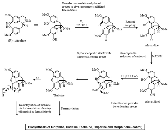 Biosynthesis of Morphine, Codeine, Thebaine, Oriparine and Morphinone (contd.)