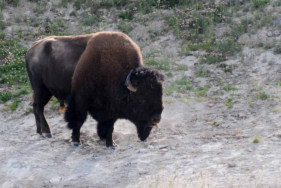 bison Yellowstone