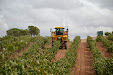 Grape harvester: Gregoire G8