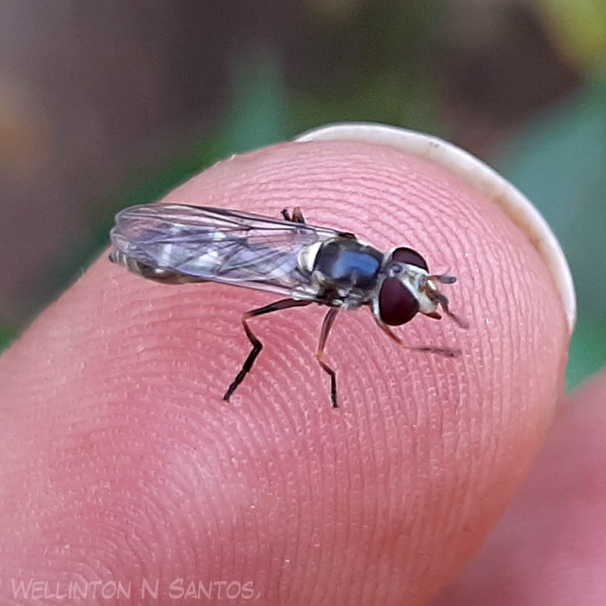 Insetologia Identificação de insetos Família de Moscas das Flores no