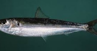 Melek Perikanan Ikan Lemuru Klasifikasi Morfologi Habitat Dll