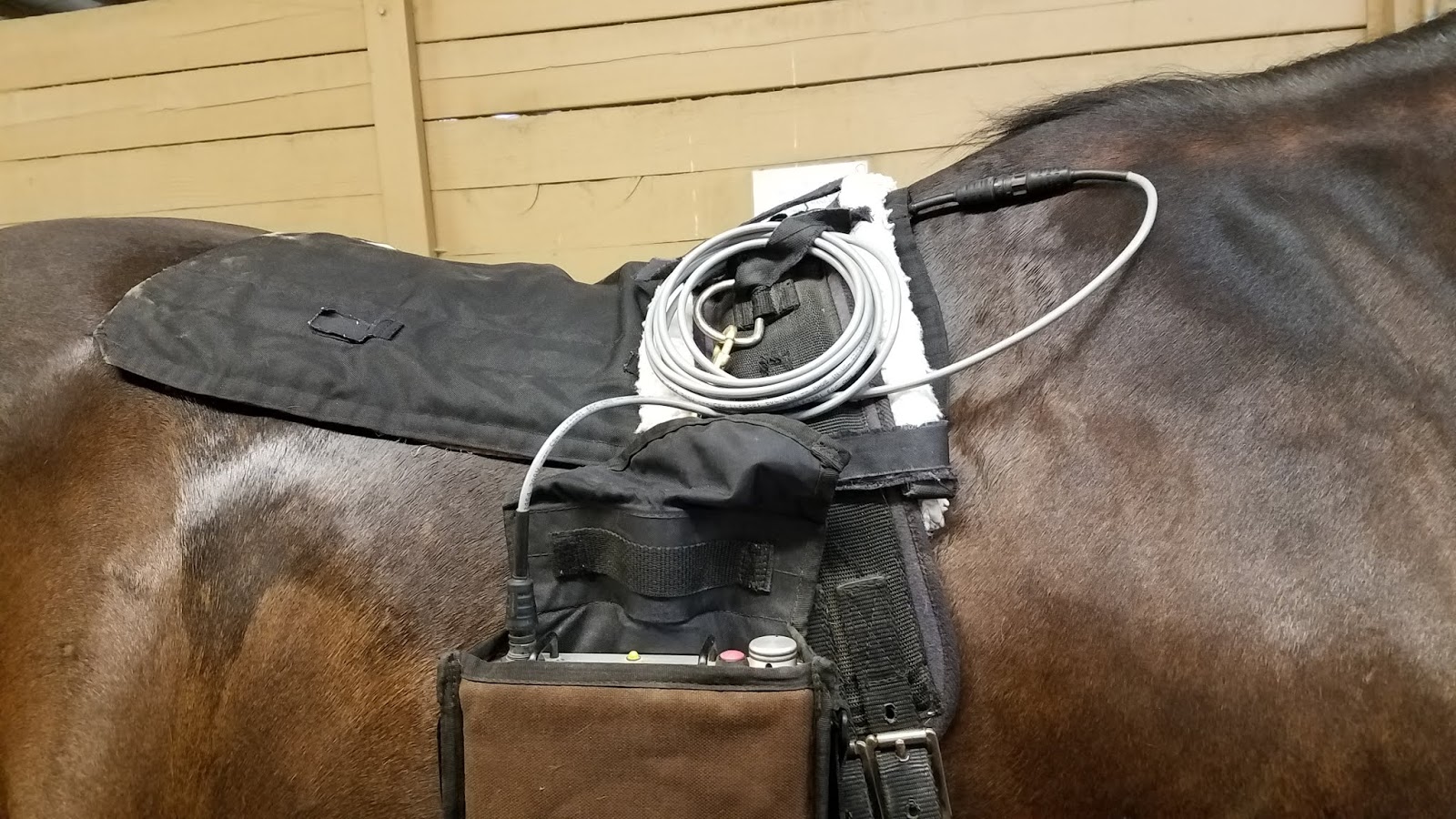 Training Cupid, my exracehorse Functional Electrical Stimulation and