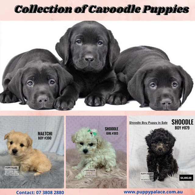 Puppies For Sale Brisbane Puppy Palace