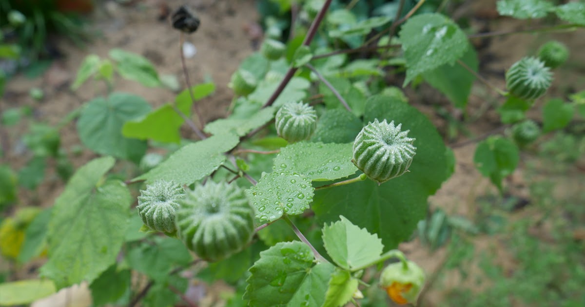 Medicinal Plants Tamil Herbs Indian Herbs