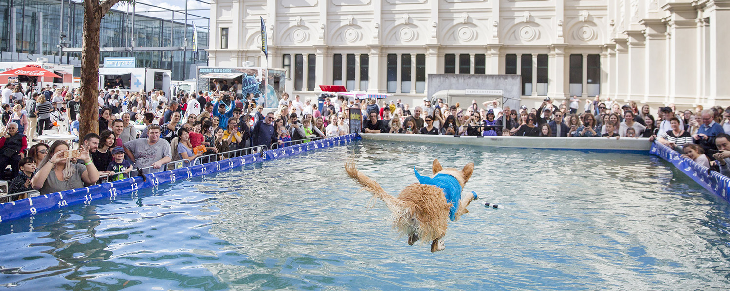 Melbourne Dog Lovers Show 2020 May 13 Australian Dog Lover