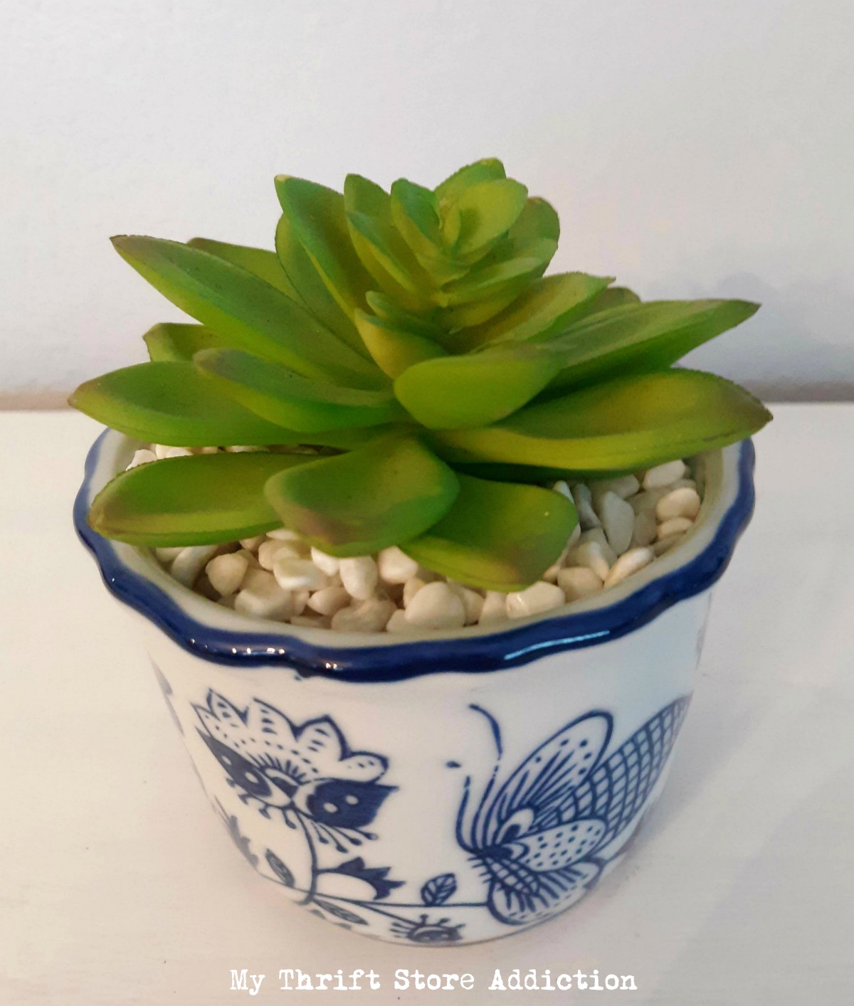 coupon sale potted succulent