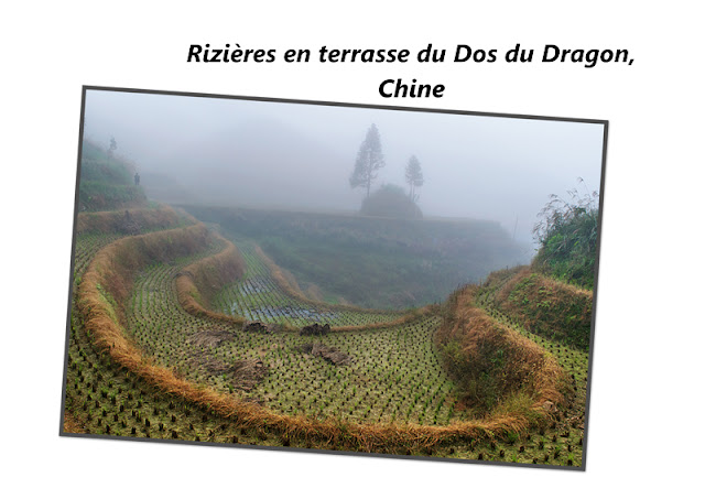 Les rizières en terrasse du Dos du Dragon en Chine