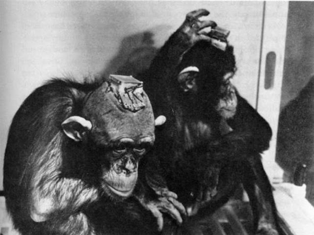 Внедрение нейрокомпьютерных интерфейсов началось с опытов на шимпанзе
