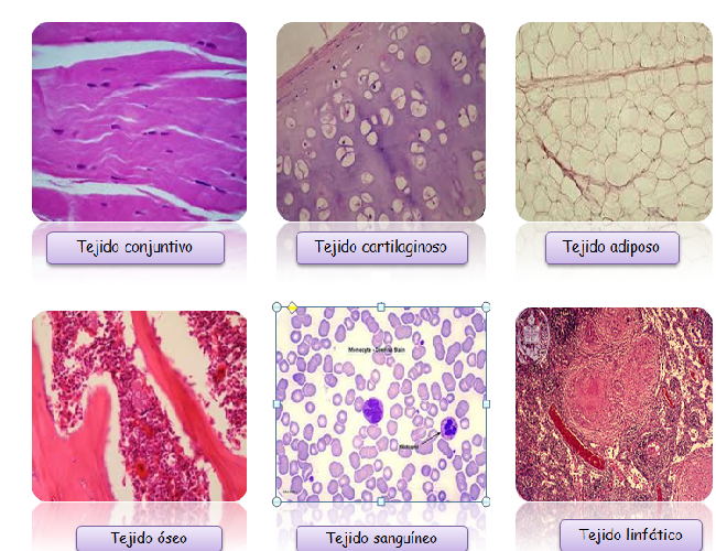 Unidad 2 Los Tejidos Humanos