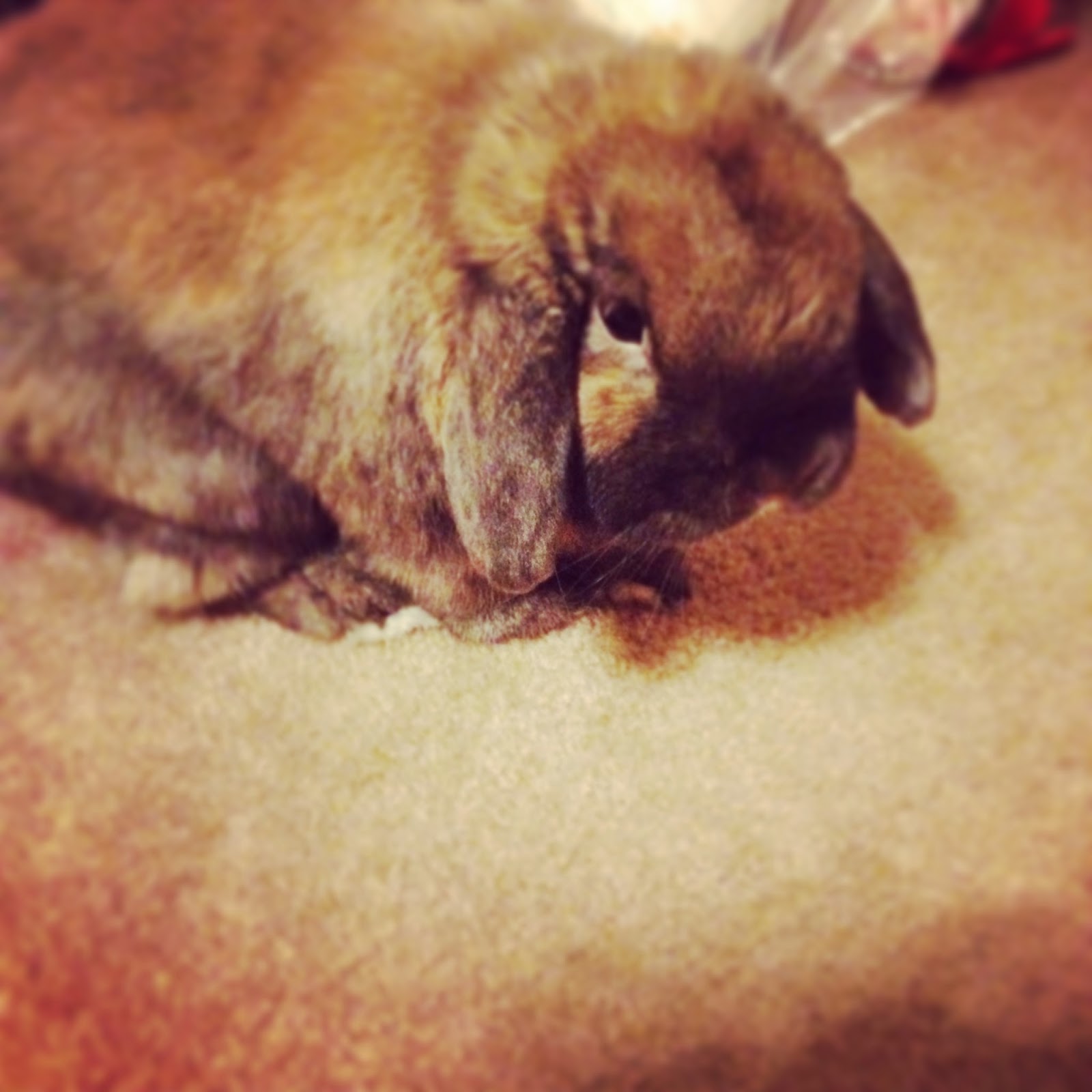 Happily Ever Krafter In Defense of "Smelly" Rabbits That "Poop a Lot."