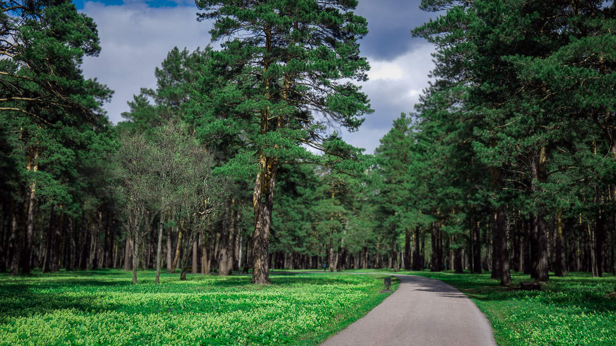 турбаза лесная сказка прокопьевск чистугаш. лесная сказка чистугаш. турбаза лесное озеро на арахлее. беловодье прокопьевск турбаза. зенковский парк в прокопьевске.
