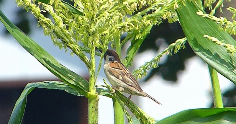 S こんちゅーぶ トウモロコシ畑の害虫アブラムシを捕食するスズメ 野鳥