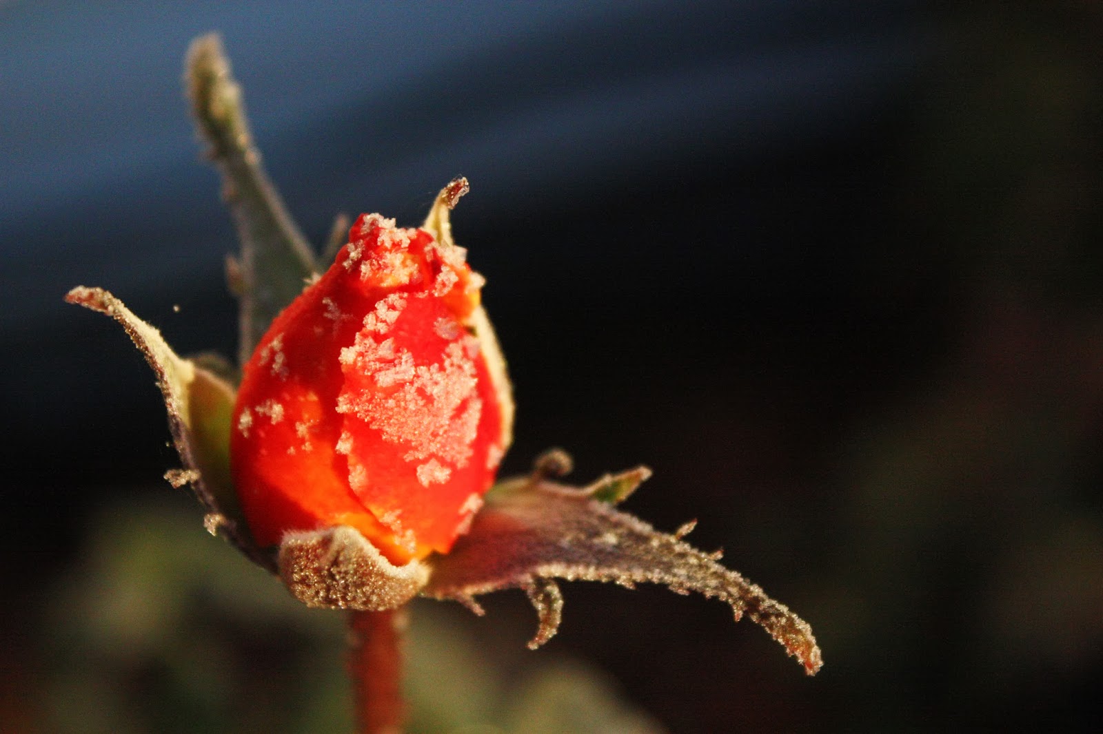 Frost on the Roses
