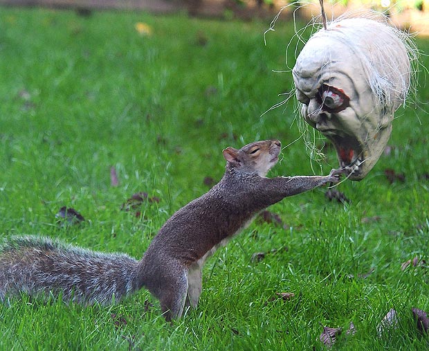 Grey squirrel looks a scream as it puts on a Halloween mask