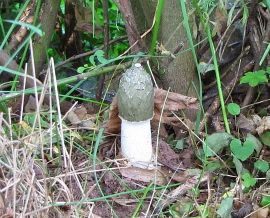 Sromotnik bezwstydny (Phallus impudicus L.).