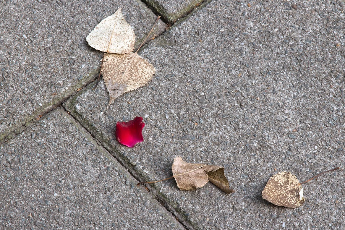 five leafs and a red petal