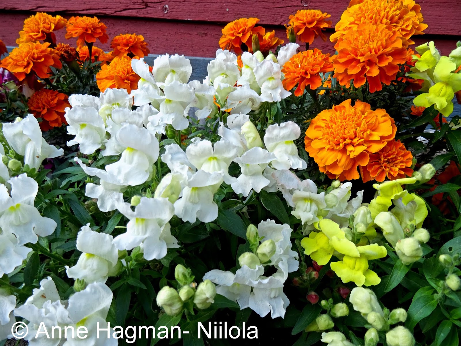 ANNEN LUONTOPÄIVÄKIRJA nature diary KUKKIA flowers