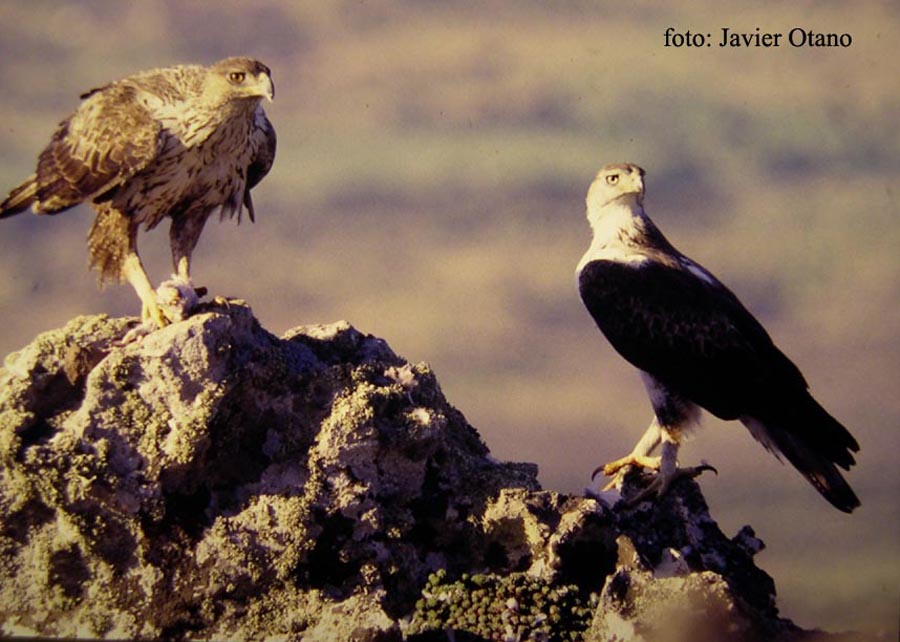 Entorno, observación de aves: Aguila Perdicera