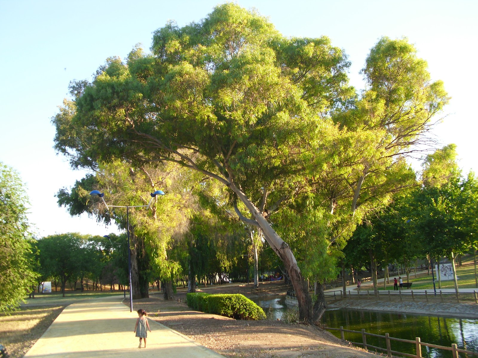 NATURALEZA VERDE DEL LEGOLAS PARQUE DE MIRAFLORES SEVILLA 2012