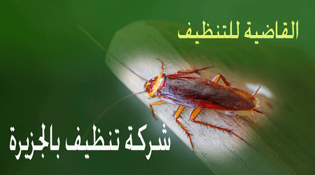 شركة تنظيف في الجزيرة 2020 أفضل شركة لمكافحة الحشرات والقوارض بالجزيرة في الإمارات العربية المتحدة شركة تنظيف في الجزيرة 2020 أفضل شركة لمكافحة الحشرات والقوارض بالجزيرة في الإمارات العربية المتحدة