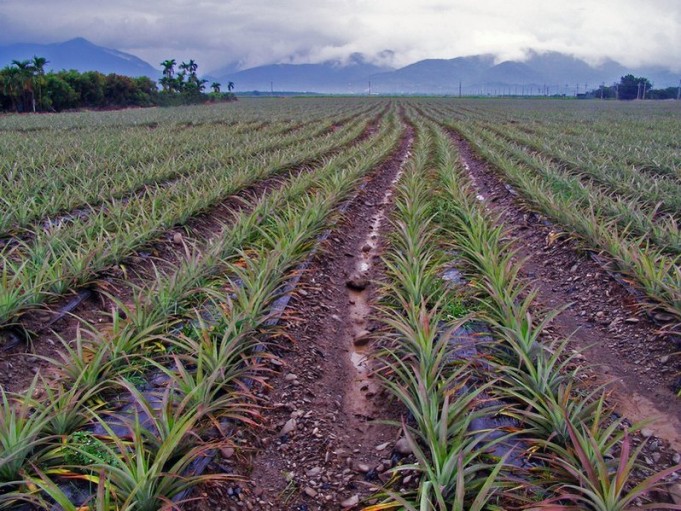 How To Plant and Grow Pineapple Farming in Nigeria