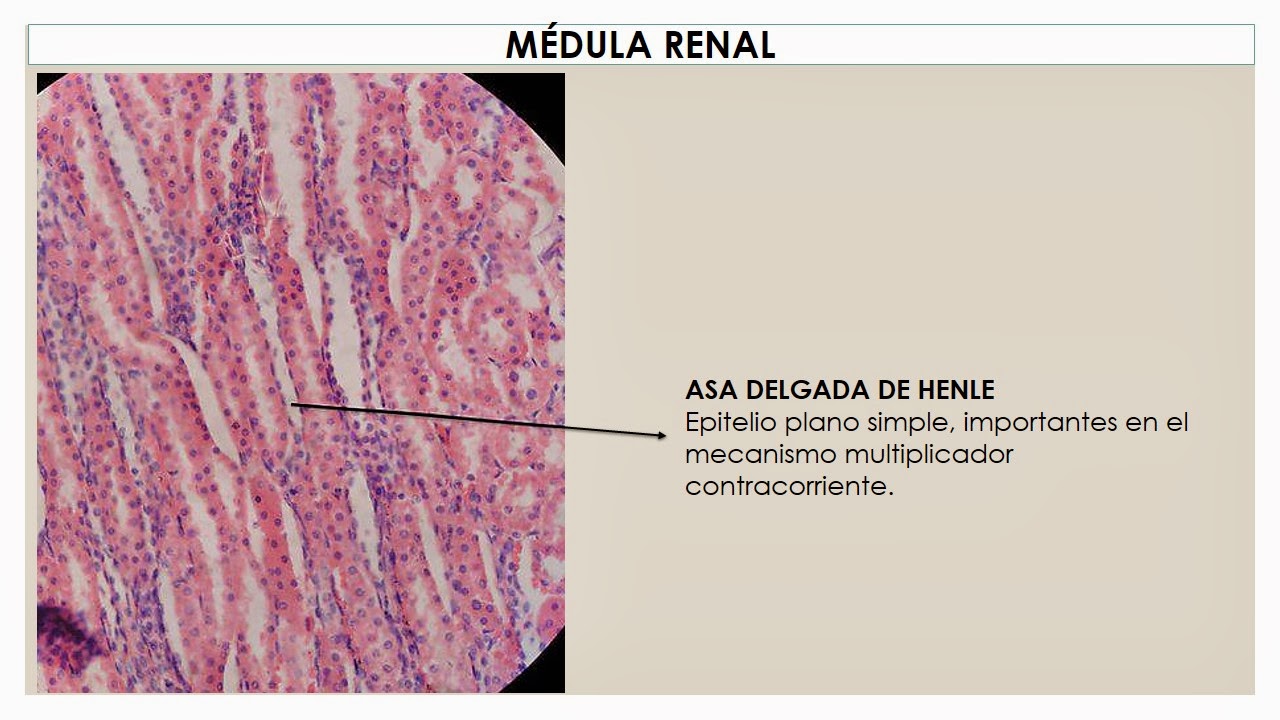 TEMAS MÉDICOS: HISTOLOGÍA RIÑÓN