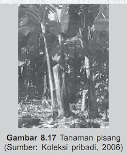 Tanaman Pisang