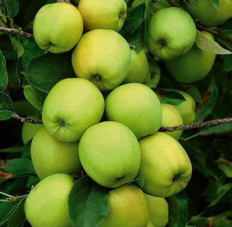 tanaman apel hijau bibit buah manalagi pohon malang lokal Pasean
