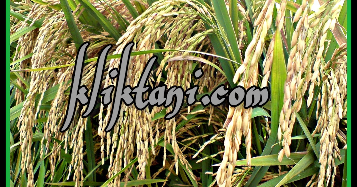 Varietas Padi Ir 64 Varietas Padi Standar Nasional Kliktani Com