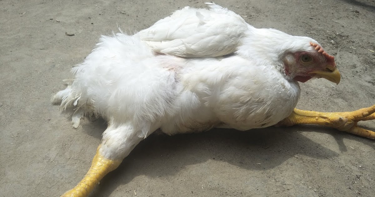 Straddle leg, Splayed leg in chicks, chickens coop and other Poultry