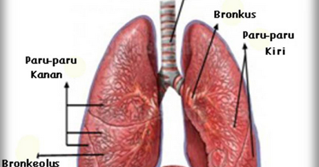 Selaput Tipis Yang Membungkus Paru Paru Disebut Coba Sebutkan