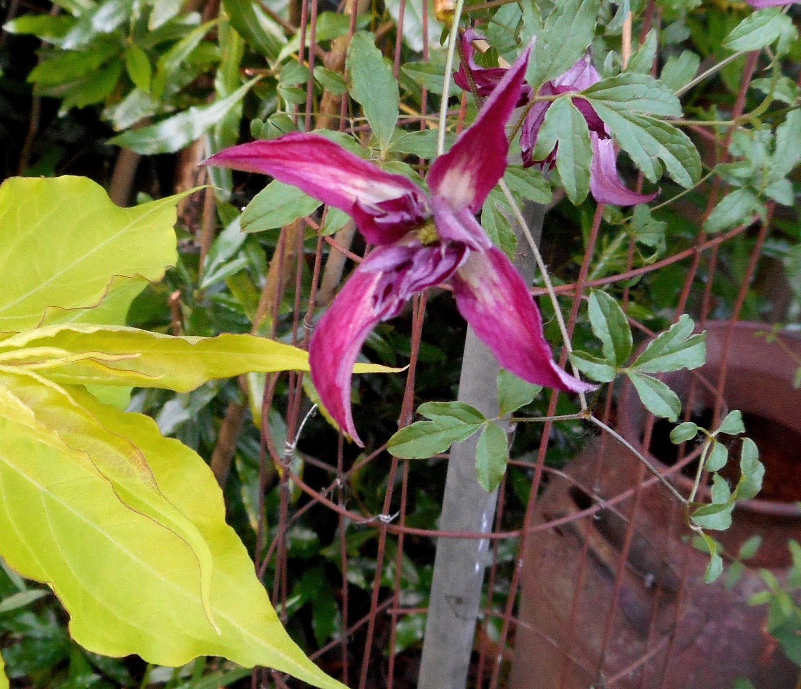 Клематис розалин фото и описание отзывы Clematis different twists on an old favorite (With images) Clematis, Clematis