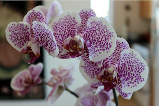 A close-up of my beautiful birthday orchid.