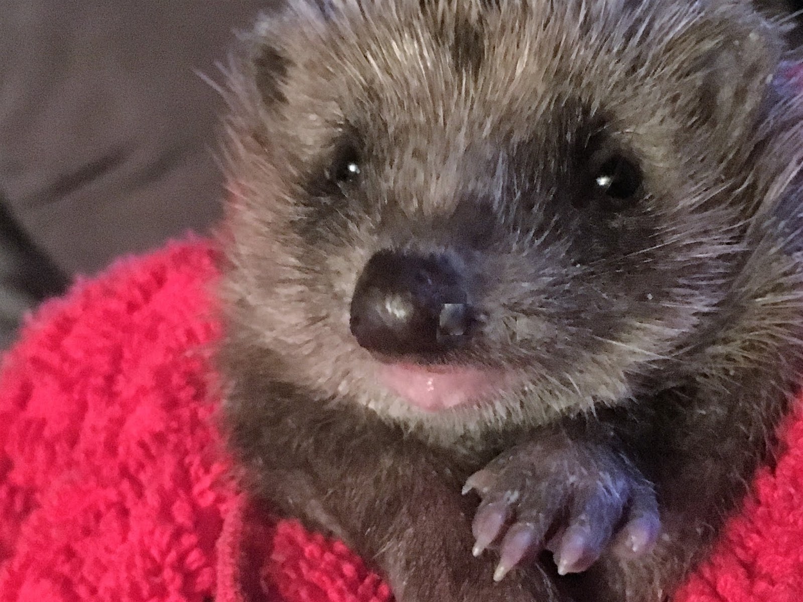 Igeline Co Igel Nothilfe Taubertal 2019