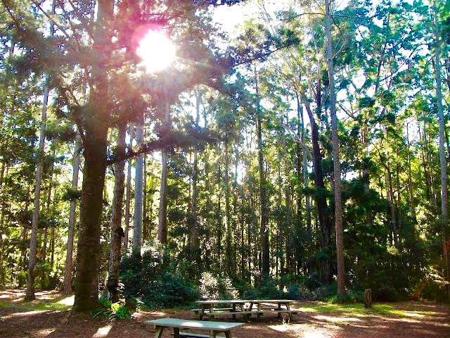 Fraser Island Rainforest Visitors Picnic Area