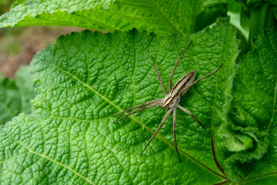 Mascotas y muchas más cosas : ARAÑAS DE MI JARDÍN