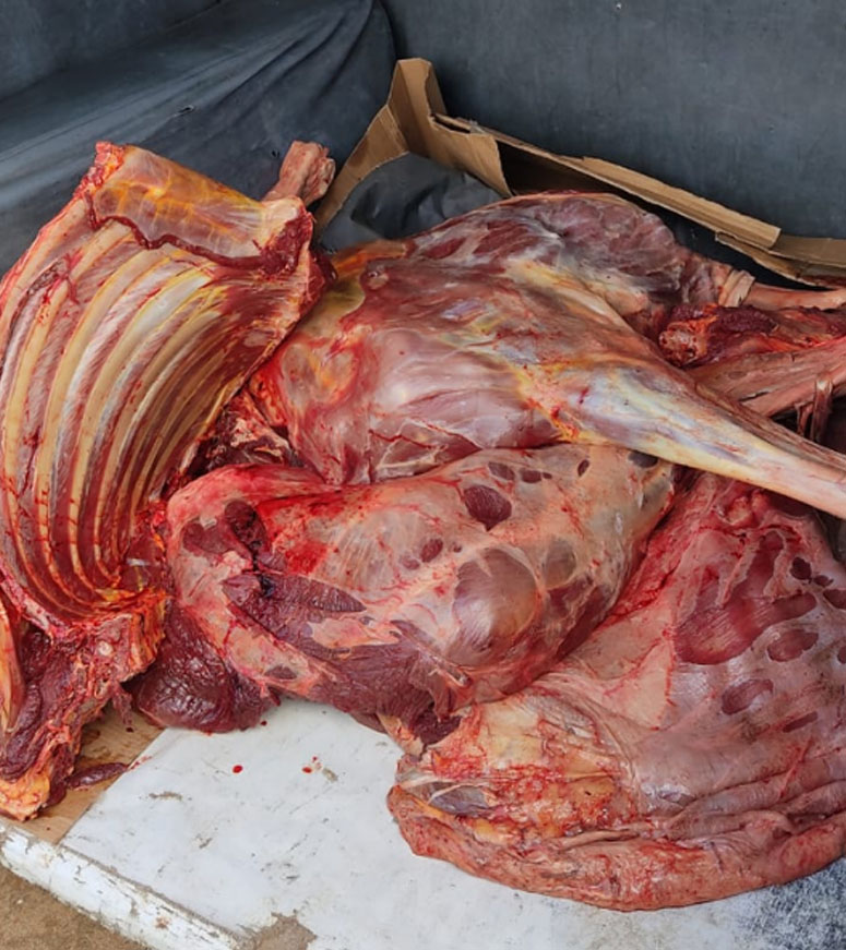 Homens são presos com 40 quilos de carne de jumento em Limoeiro