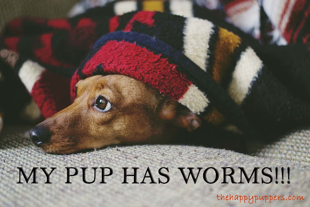 My pup has worms! The complete guide to puppy deworming.