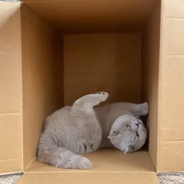 Blue British Shorthair pirouettes in delight on entering a simple cardboard box