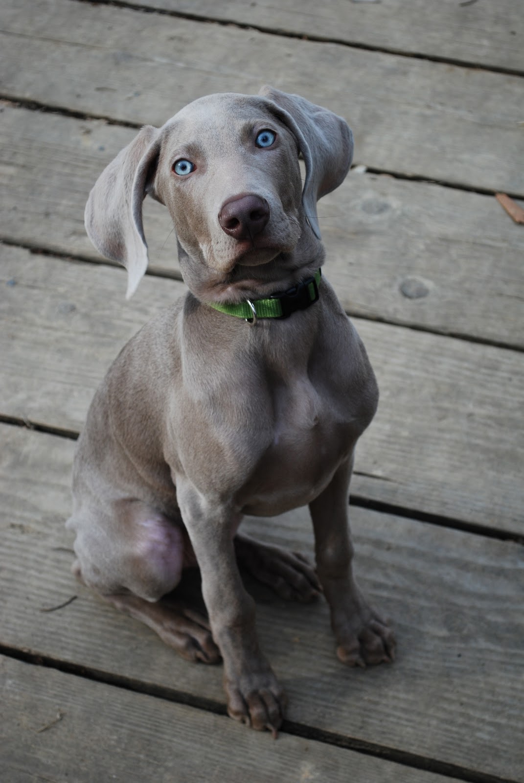 Whitney's Photo Blog Spencer the Weimaraner Dog