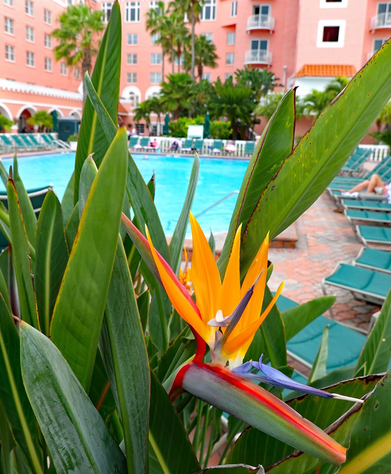 Https://Www.Passagenspromo.Com.Br/Blog/St Petersburg Florida O Que Fazer Quando Ir E Mais/ - 9amzsf3